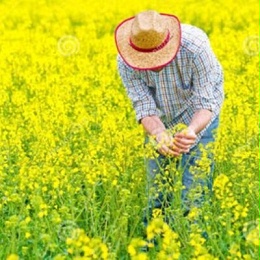 2019/20年度乌克兰油籽压榨量占到总产量的74.7%