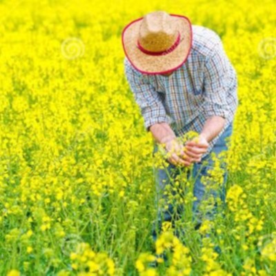 2019/20年度乌克兰油籽压榨量占到总产量的74.7%